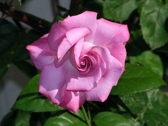 Paradise photo par2013_07120001_zpsd48771fb.jpg